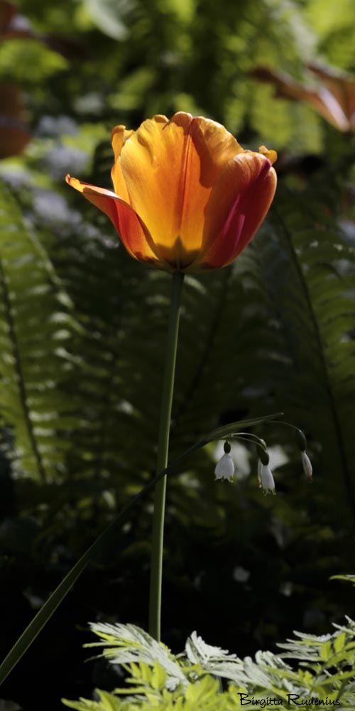 blom_20150515_tulip
