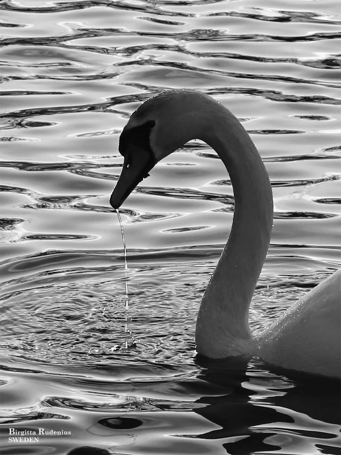 Swan Photo © Birgitta Rudenius